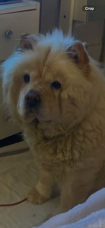 Chow chow puppy&rsquo;s