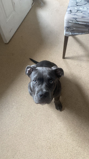 Frank