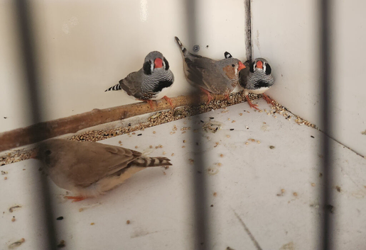 Zebra finches