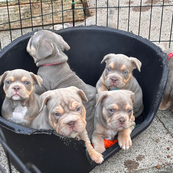 French bulldog x Pocket bully puppies for sale!