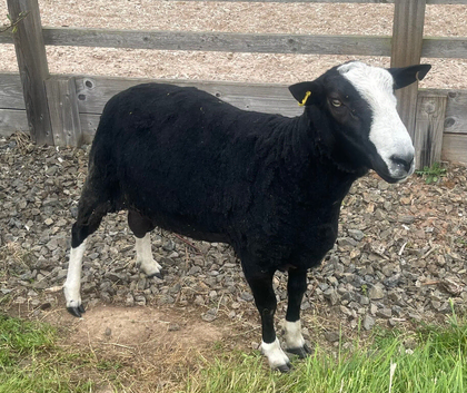 Zwartble Ram 2 year old