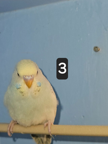 Split to blackface budgie babies
