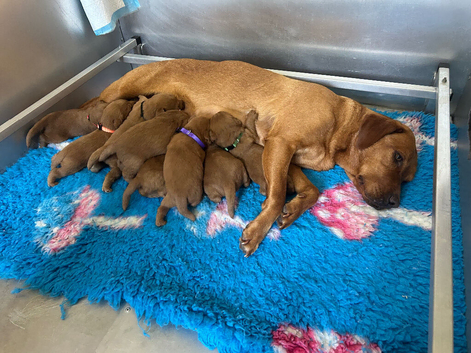 Outstanding miniature Labeadoodles both parents fully health tested licensed breeder