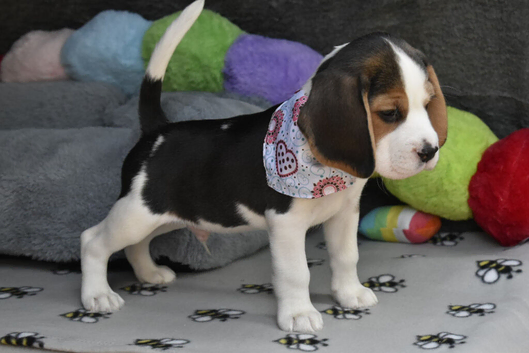 Beautiful beagle puppies