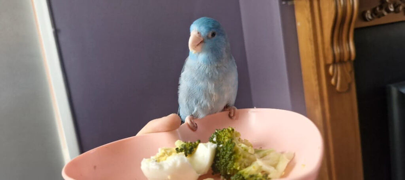 Missing parrotlet M34 area