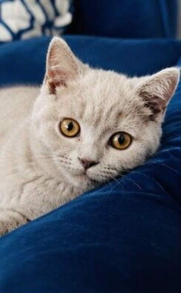 Accepting Offers Beautiful Fawn Male British Shorthair Kitten