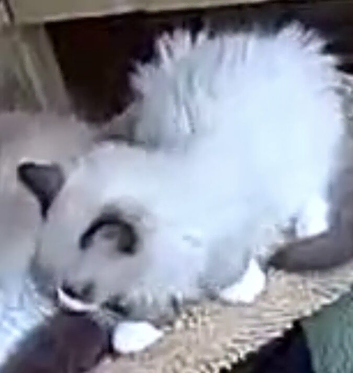 STUNNING RAGDOLL BI COLOUR FOR SALE