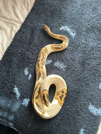 Ball python fire pied