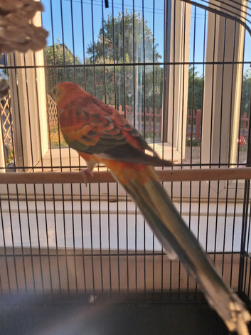 Male red rumped parrot