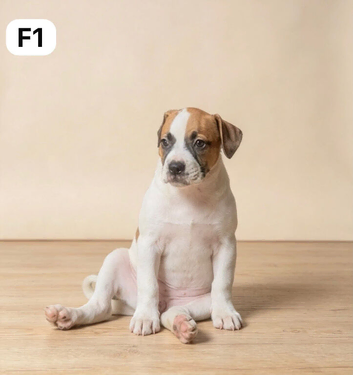 american bulldog puppies