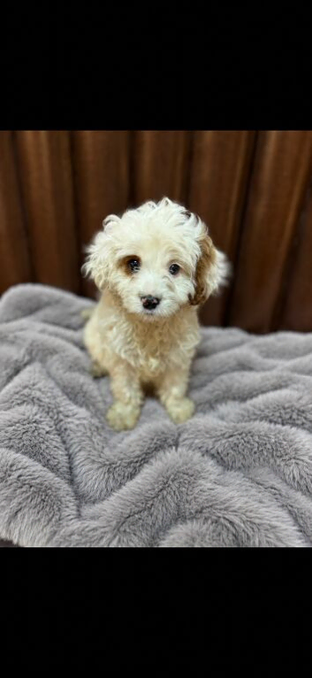 Cavapoo puppy