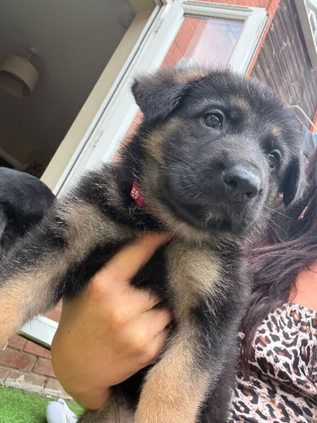 German shepherd puppies