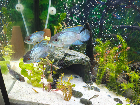 3 electric blue accara