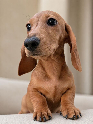 Beautiful clear red mini dachshund girl