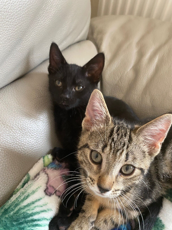 Brother and sister kittens