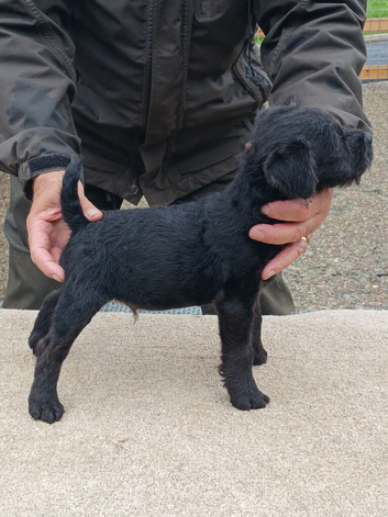TOP QUALITY FELL TERRIER PUPS