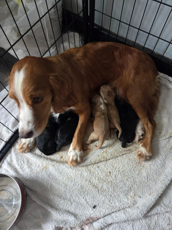 5 Beautiful boy Cocker spaniels