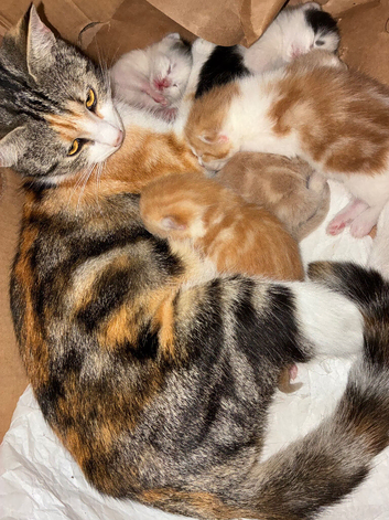 Rare kittens Sale