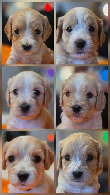Cavapoochon