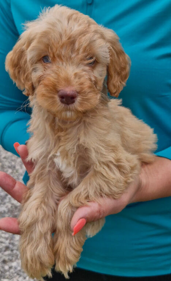 Ready now miniature/toy Cockapoo boy left