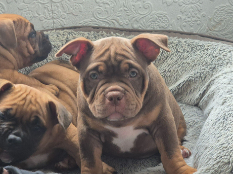 3 micro exotic bullys