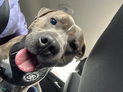 Blue/Brindle Staffy for Stud