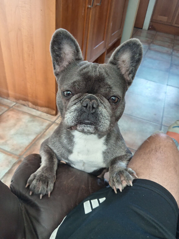 French bull dog age 2 girl