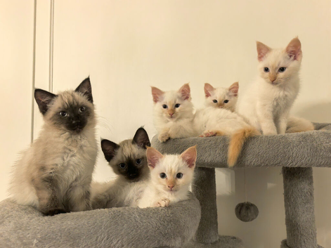 Ragamese Kittens for Sale
