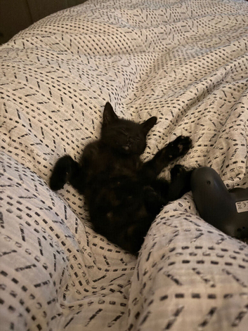 Female kitten
