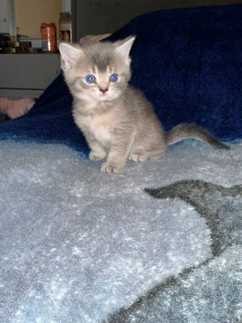 Adorable British Shorthair kittens