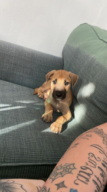 male lurcher cross staffie