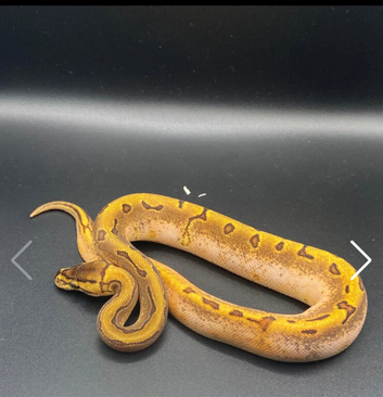 Enchi Pinstripe (Stinger Blast) Calico Ball Python