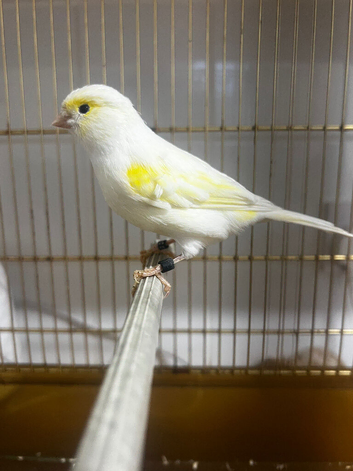 1 pair of yellow dimorphic