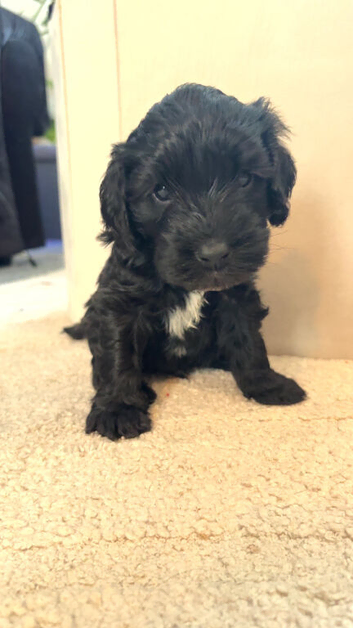 Cockapoo puppies Ready beginning Nov