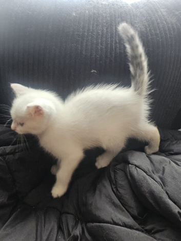 Beautiful white British short-hair kitten