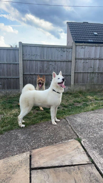 American akita legend