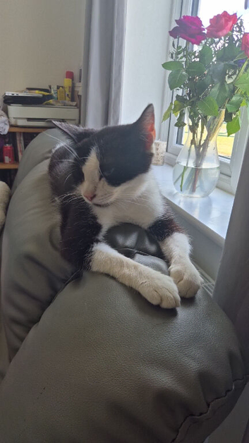 Female cat in need of a new home