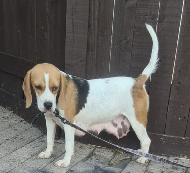 5 beagle puppies