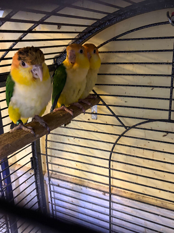 Adorable baby caique
