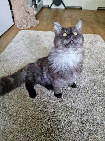 Maine coon boy
