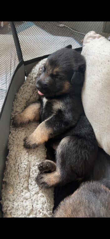 4 puppies