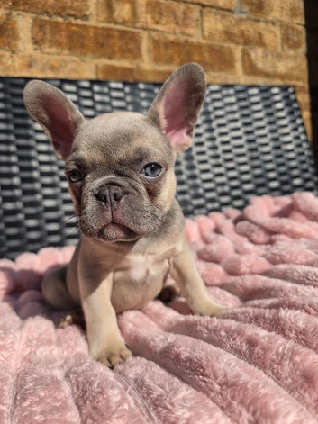 Lovely French bulldog make