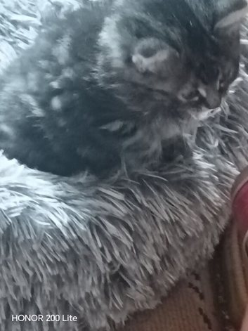 Adorable kittens for sale