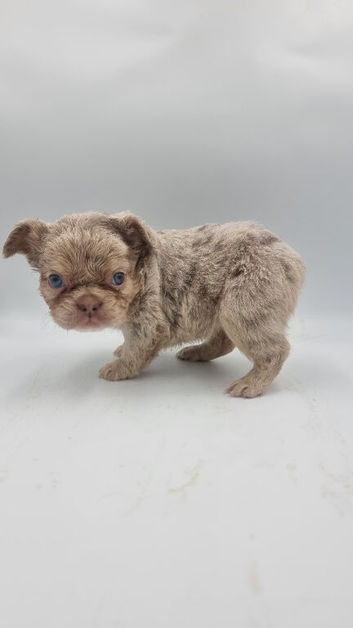 Kc reg Fluffy french bulldog puppies