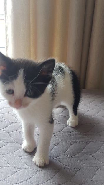 &ldquo;5‑week‑old boy kitten