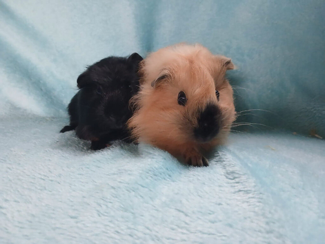 What a lovely pair of boy guinea pigs