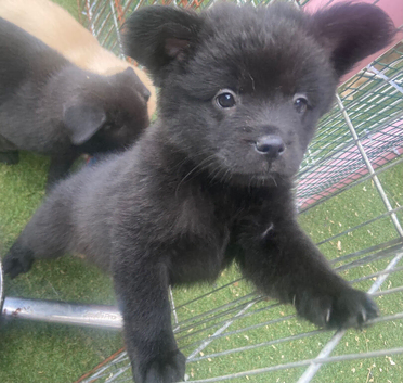 French spitz