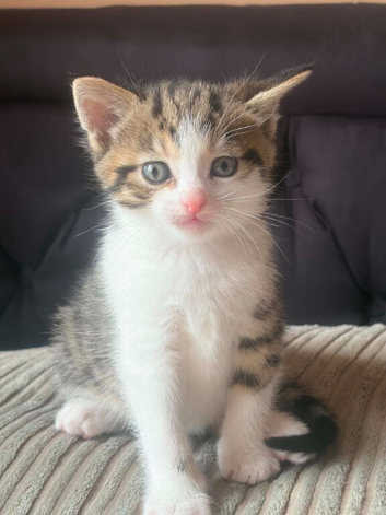 Male kitten-ready to leave now!