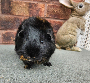 Male guinea pig available