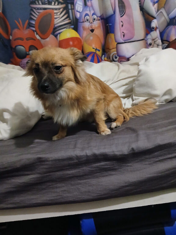 Long hair 7 months old chihuahua